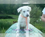 Small #1 German Shepherd Dog