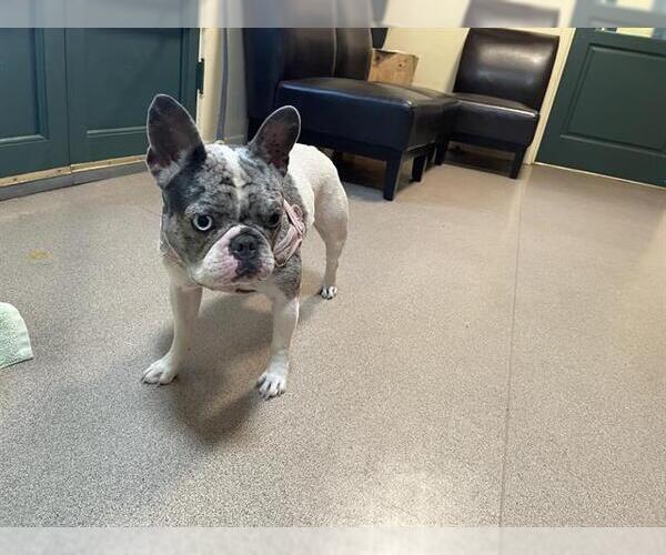 Medium Photo #1 French Bulldog Puppy For Sale in Pasadena, CA, USA