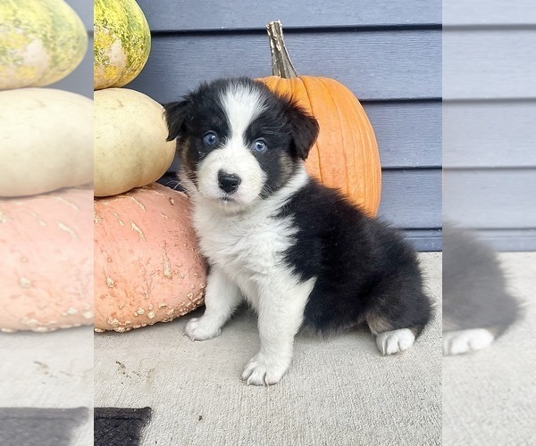 Medium Photo #8 Australian Shepherd Puppy For Sale in LODA, IL, USA