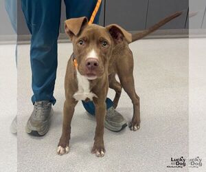 Labrador Retriever-Unknown Mix Dogs for adoption in Washington, DC, USA