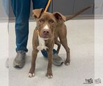 Small Labrador Retriever Mix