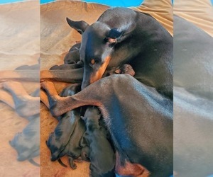 Mother of the Doberman Pinscher puppies born on 06/12/2022