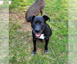 Labrador Retriever-Unknown Mix Dogs for adoption in Blacksburg, SC, USA