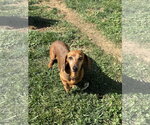 Small #3 Dachshund