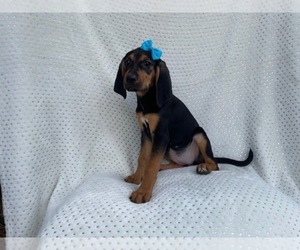 Black Mouth Cur-Treeing Walker Coonhound Mix Puppy for sale in LAKELAND, FL, USA