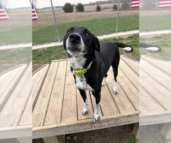 Medium Photo #4 Border Collie-Unknown Mix Puppy For Sale in Pierceton , IN, USA