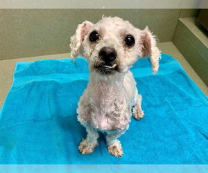 Poodle (Miniature)-Unknown Mix Dogs for adoption in Moreno Valley, CA, USA