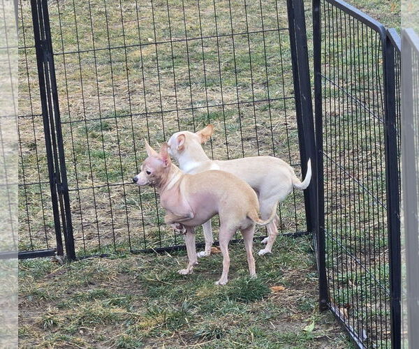 Medium Photo #9 Chihuahua Puppy For Sale in Oakhurst, NJ, USA