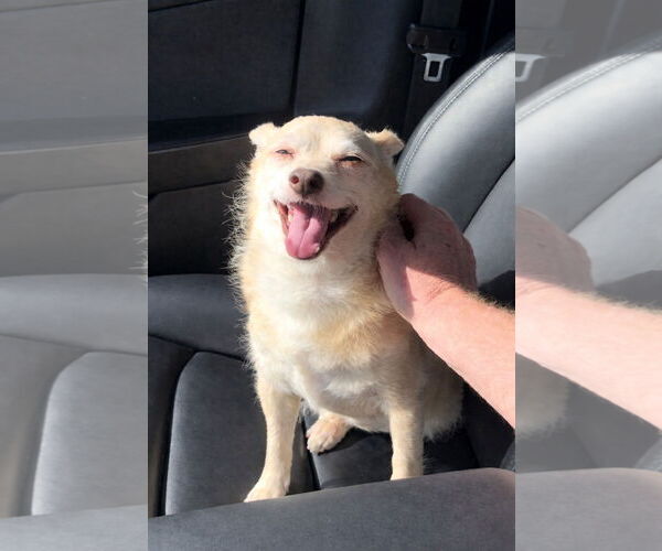 Medium Photo #2 Chihuahua-Unknown Mix Puppy For Sale in Temecula, CA, USA