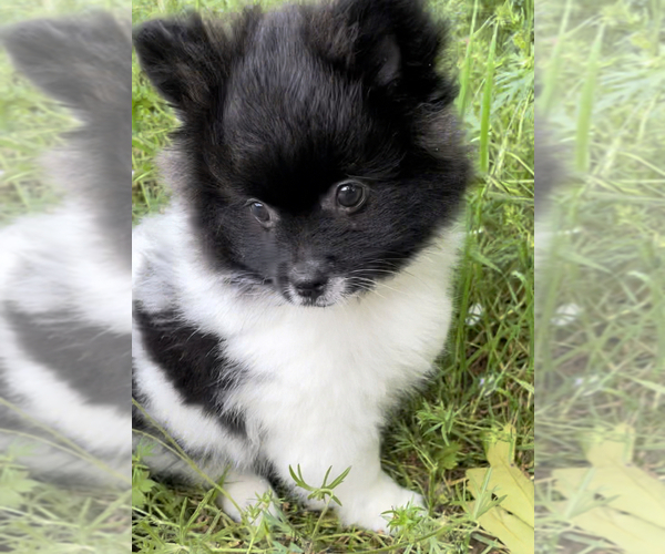 Medium Photo #4 Pomeranian Puppy For Sale in ADA, OK, USA