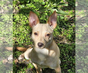 Rat Terrier Dogs for adoption in Royal Palm Beach, FL, USA