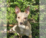 Small Rat Terrier