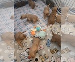 Small #26 Golden Retriever