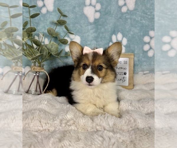 Medium Photo #2 Pembroke Welsh Corgi Puppy For Sale in NOBLESVILLE, IN, USA