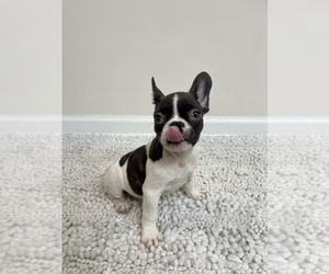 French Bulldog Puppy for sale in CHARLESTON, SC, USA