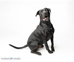 Small Photo #2 American Bandogge mastiff Puppy For Sale in Tampa, FL, USA