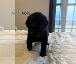 Small Photo #23 Australian Retriever Puppy For Sale in NEWCOMERSTOWN, OH, USA
