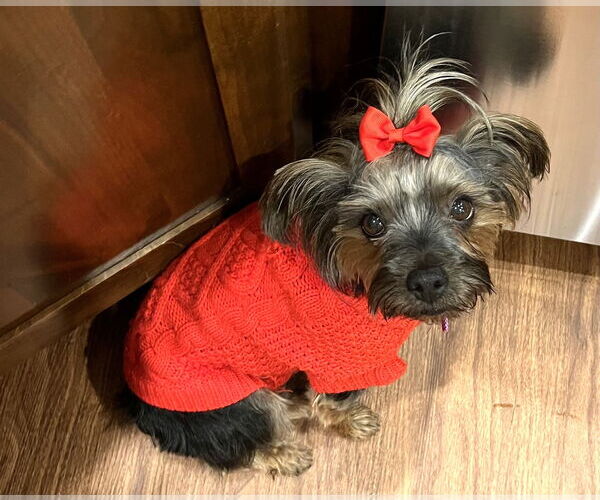 Medium Photo #8 Mutt Puppy For Sale in St. Louis Park, MN, USA