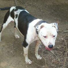 American Pit Bull Terrier Dogs for adoption in DENTON, NC, USA