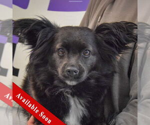 Papillon-Unknown Mix Dogs for adoption in Huntley, IL, USA
