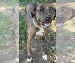 Catahoula Leopard Dog Dogs for adoption in Lodi, CA, USA