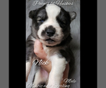 Small Photo #15 Siberian Husky Puppy For Sale in BLOOMFIELD, IN, USA