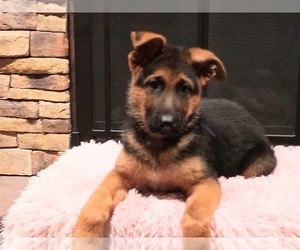 German Shepherd Dog Puppy for sale in LOCKPORT, NY, USA