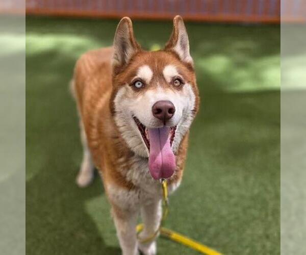 Medium Photo #1 Siberian Husky-Unknown Mix Puppy For Sale in Las Vegas, NV, USA