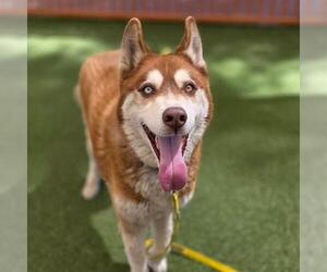 Siberian Husky-Unknown Mix Dogs for adoption in Las Vegas, NV, USA