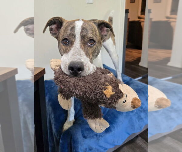 Medium Photo #3 Siberian Husky-Unknown Mix Puppy For Sale in OKLAHOMA CITY, OK, USA