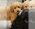 Small #1 Cavapoo (Miniature)