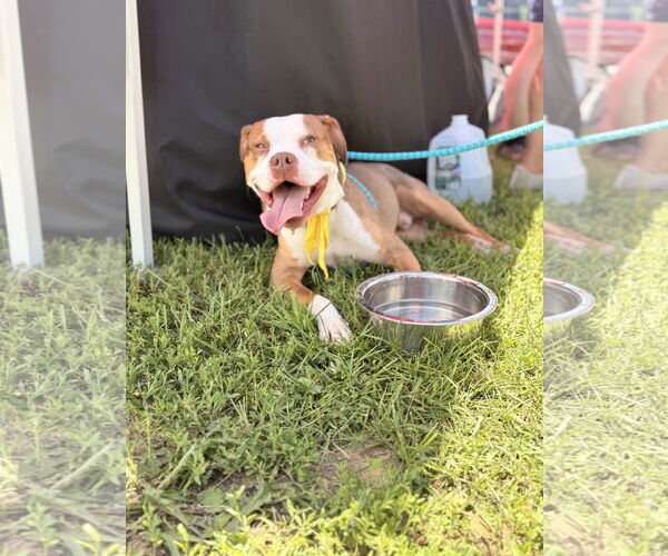 Medium Photo #4 American Pit Bull Terrier Puppy For Sale in Chester, NJ, USA