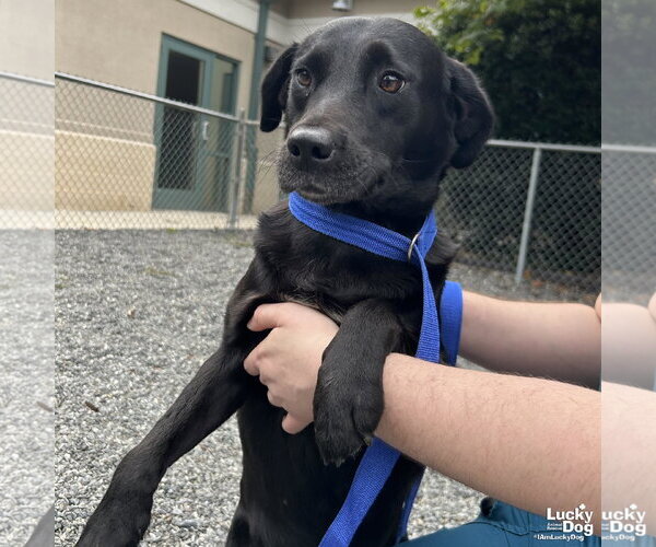 Medium Photo #1 Labrador Retriever-Unknown Mix Puppy For Sale in Washington, DC, USA