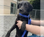 Isles - Female Labrador Retriever-Unknown Mix Dog for Adoption - Small photo