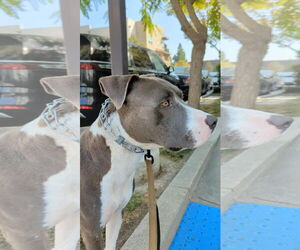 Roscoe - Male American Pit Bull Terrier Dog for Adoption - Photo #2