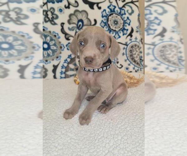 Medium Photo #6 Weimaraner Puppy For Sale in LEWISBURG, KY, USA