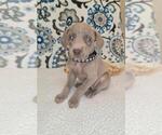 Small Photo #6 Weimaraner Puppy For Sale in LEWISBURG, KY, USA