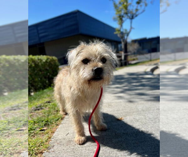 Medium Photo #3 Cairn Terrier-Wheaten Terrier Mix Puppy For Sale in Newport Beach, CA, USA