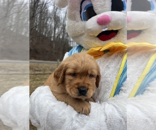 Medium Photo #1 Golden Retriever Puppy For Sale in NEOLA, WV, USA