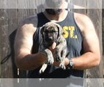 Small #14 Presa Canario