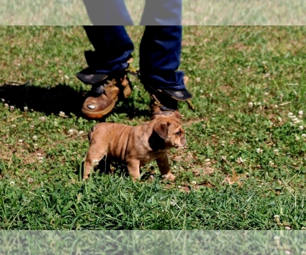 Medium Photo #3 English Bulldog Puppy For Sale in NEVADA, MO, USA