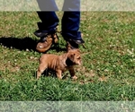 Small #2 English Bulldog