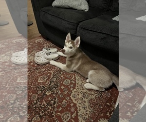 Siberian Husky Puppy for sale in BENBROOK, TX, USA