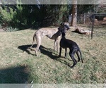 Small Photo #9 Whippet Puppy For Sale in PARKER, CO, USA