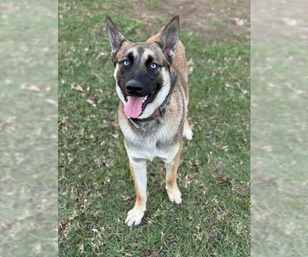 Medium Photo #1 Gerberian Shepsky Puppy For Sale in Riverside, CA, USA