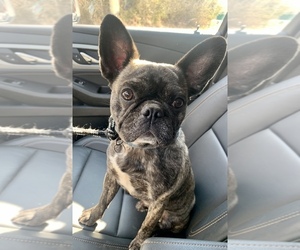 Frenchie Pug Puppy for sale in KINGSTON SPRINGS, TN, USA