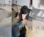 Small Photo #4 Labrador Retriever Puppy For Sale in WOODLAND, WA, USA