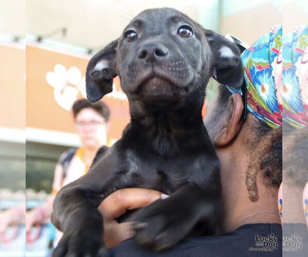 Medium Photo #3 Labrador Retriever-Unknown Mix Puppy For Sale in Washington, DC, USA