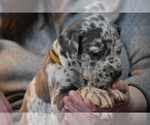 Small Photo #10 Great Dane Puppy For Sale in DANIELSON, CT, USA
