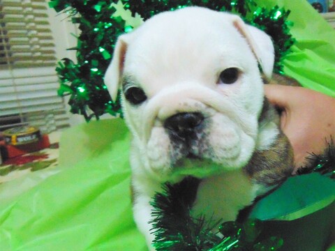 Medium Photo #9 English Bulldogge Puppy For Sale in HAMILTON, OH, USA